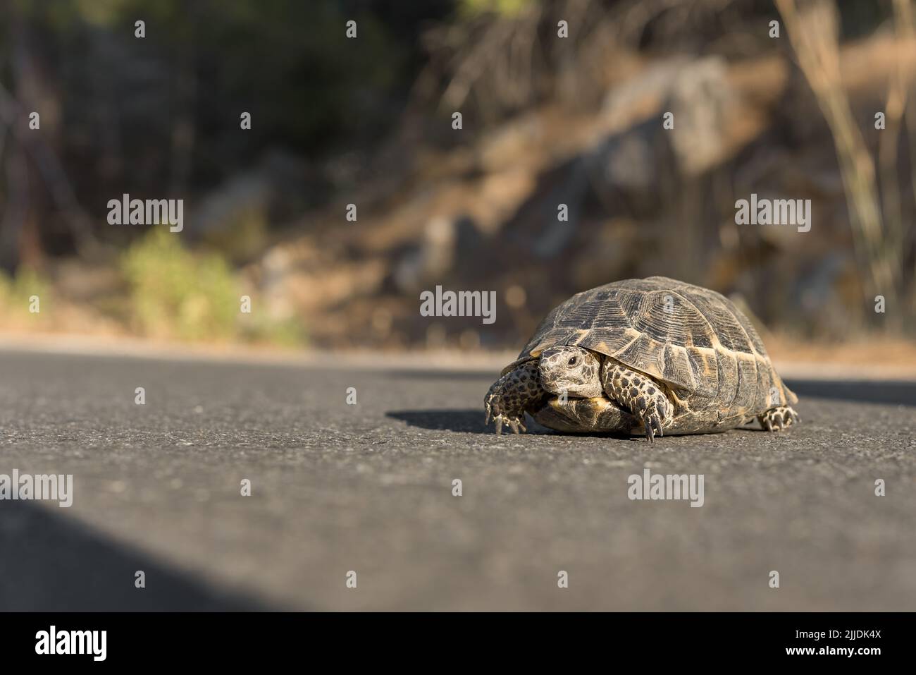 Une petite tortue terrestre traverse la route par une journée ensoleillée. Banque D'Images