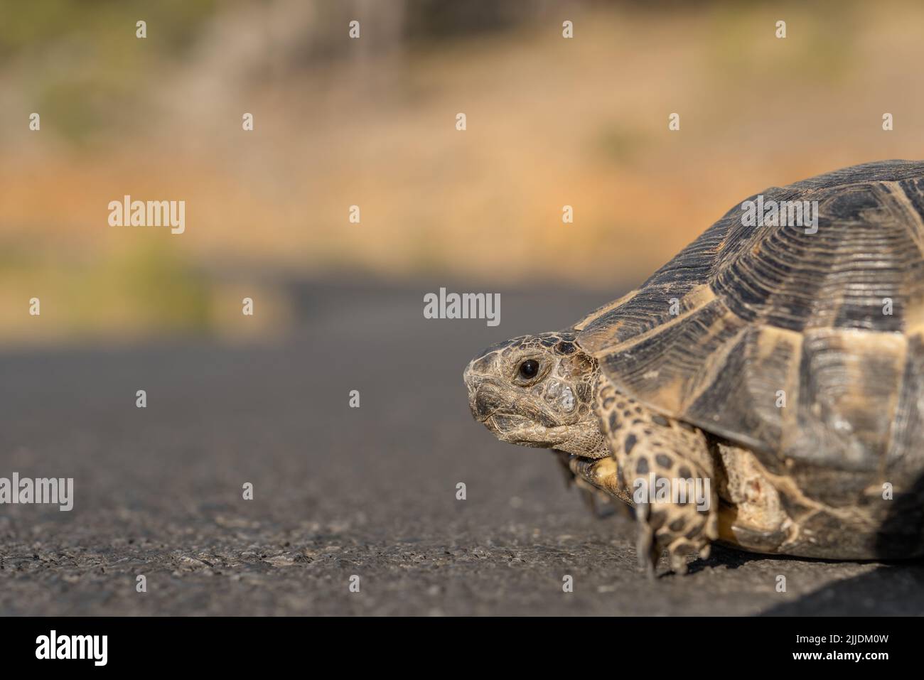 La tête d'une tortue méditerranéenne terrestre sur fond d'asphalte. Gros plan. Banque D'Images