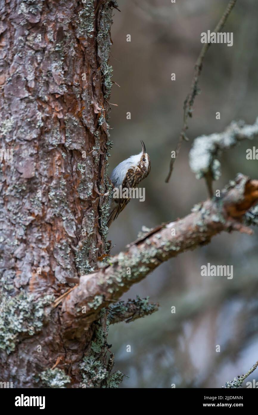 Treecreeper eurasien Certhia familiaris, adulte, fourrager sur l'écorce des arbres, Insh Marshes, Écosse en mai. Banque D'Images
