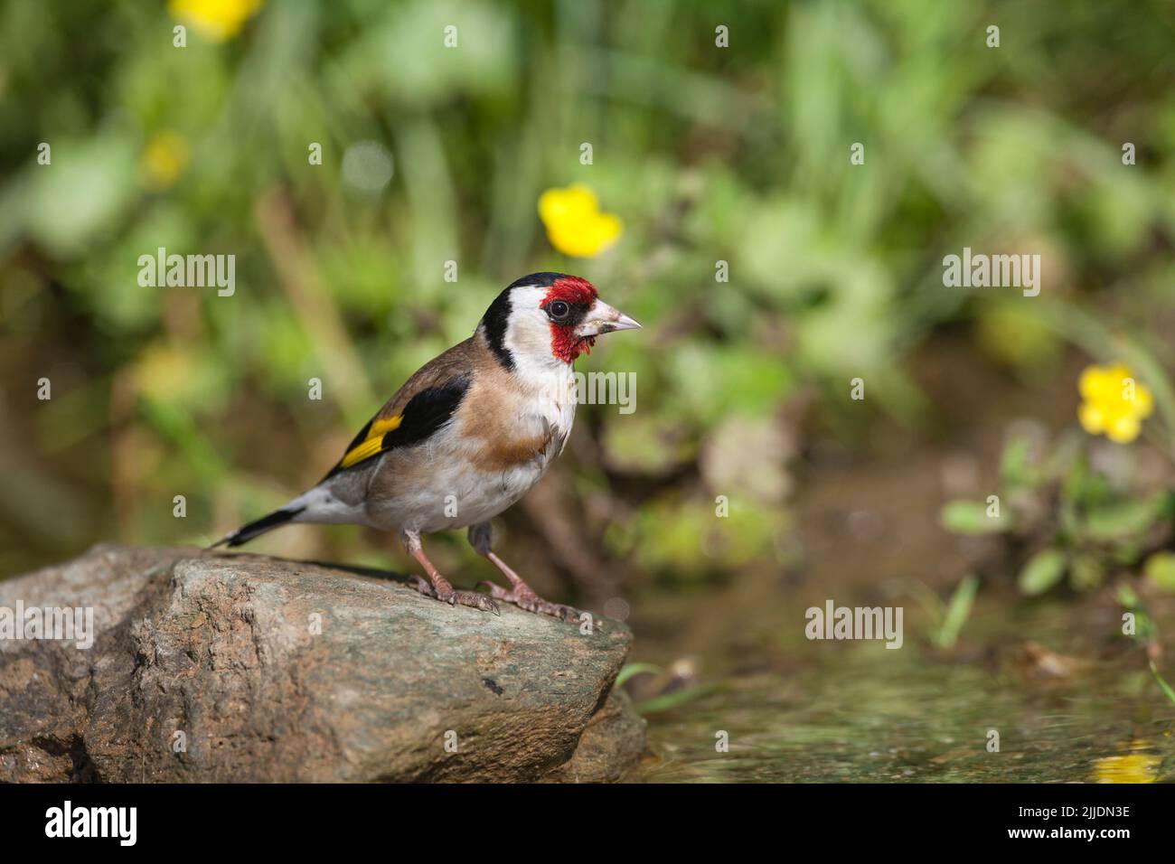 European goldfinch Carduelis carduelis, adulte en bord de route piscine, Agiasos, Lesvos, Grèce, avril Banque D'Images