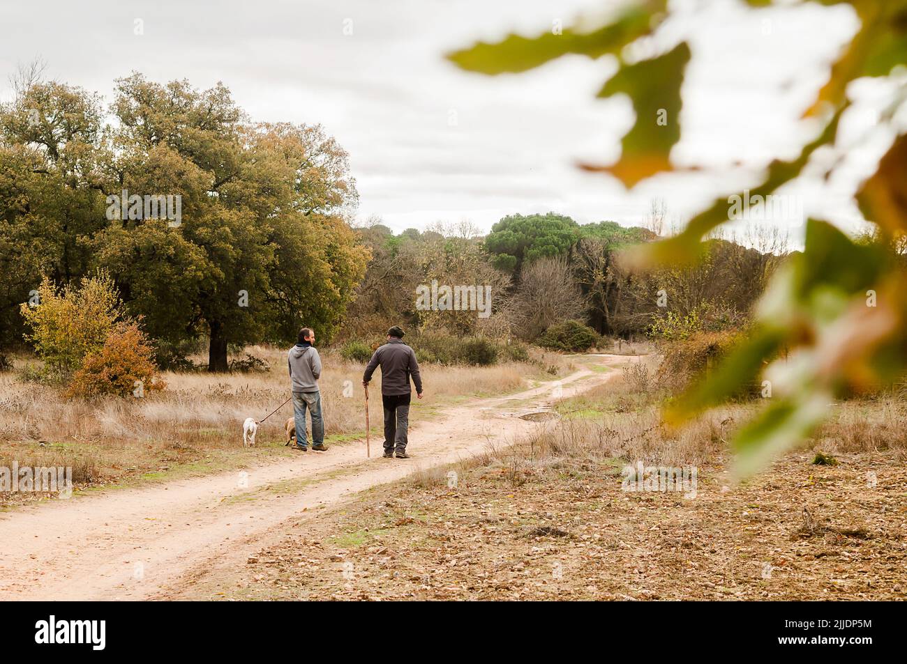 Deux hommes adultes marchent leurs chiens tout en discutant le long d'un sentier de campagne lors d'une belle journée d'automne brumeux. Banque D'Images