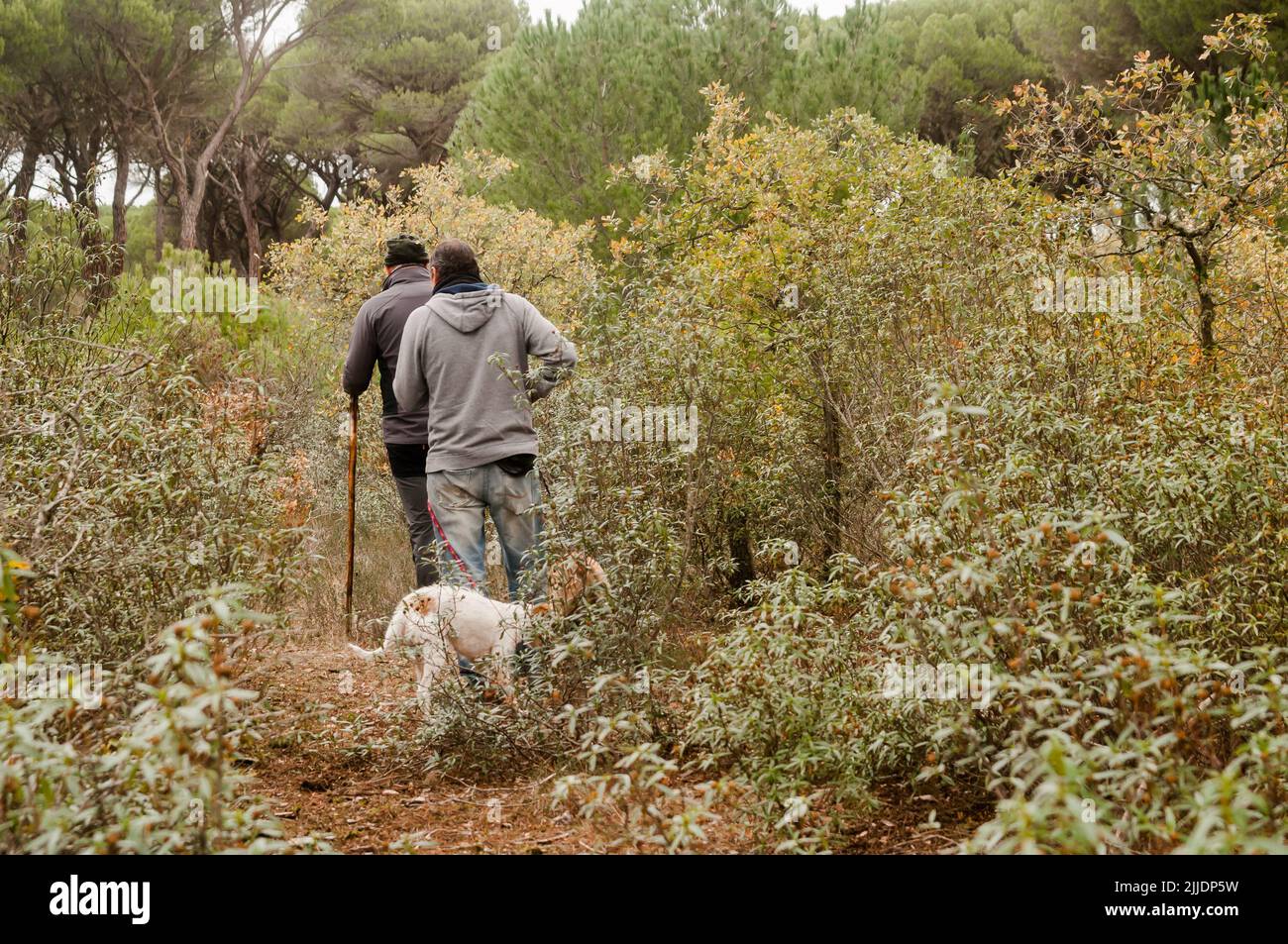 Deux hommes avec leurs animaux de compagnie marchent à travers les buissons dans une forêt de pins lors d'un jour d'automne brumeux. Banque D'Images