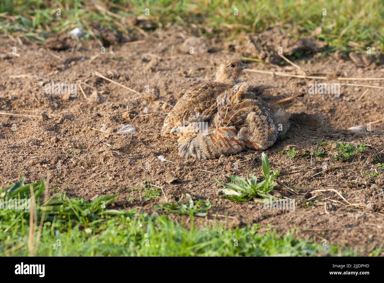 Perdix perdrix gris, homme et femme, bain de poussière, Elmley Marshes, Kent, Royaume-Uni en octobre Banque D'Images