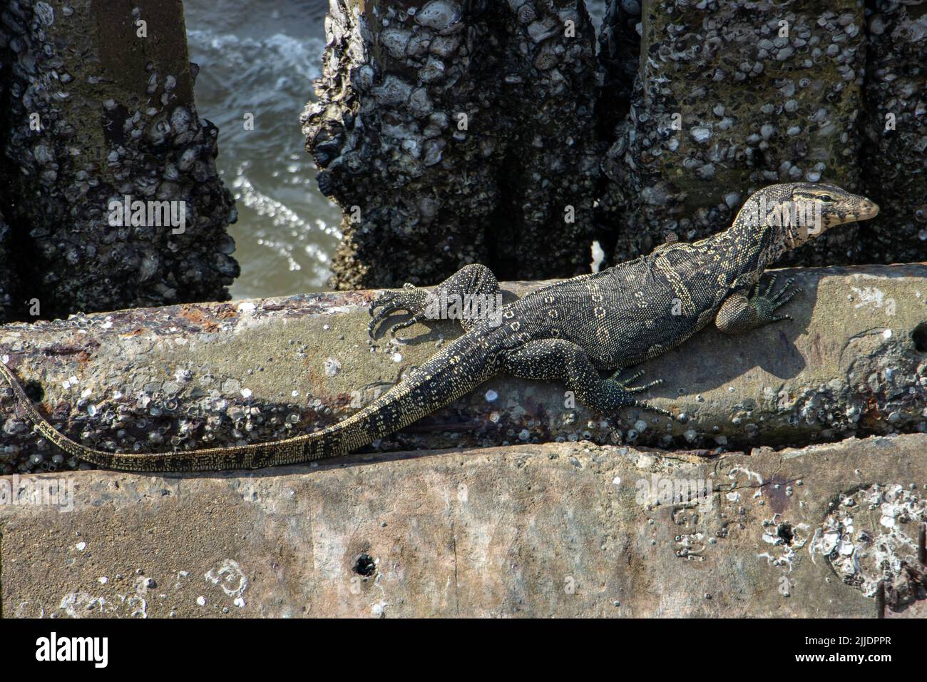Le moniteur d'eau (Varanus salvator) à la recherche de nourriture dans une structure en béton sur la rive de la mer, Thaïlande Banque D'Images