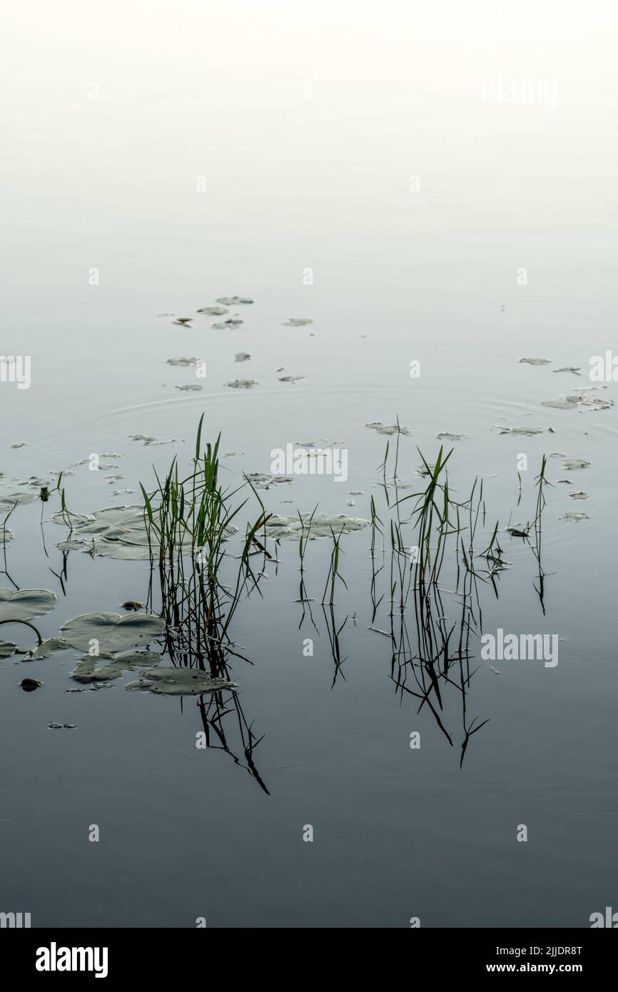 Plantes aquatiques poussant à partir de l'eau. Banque D'Images