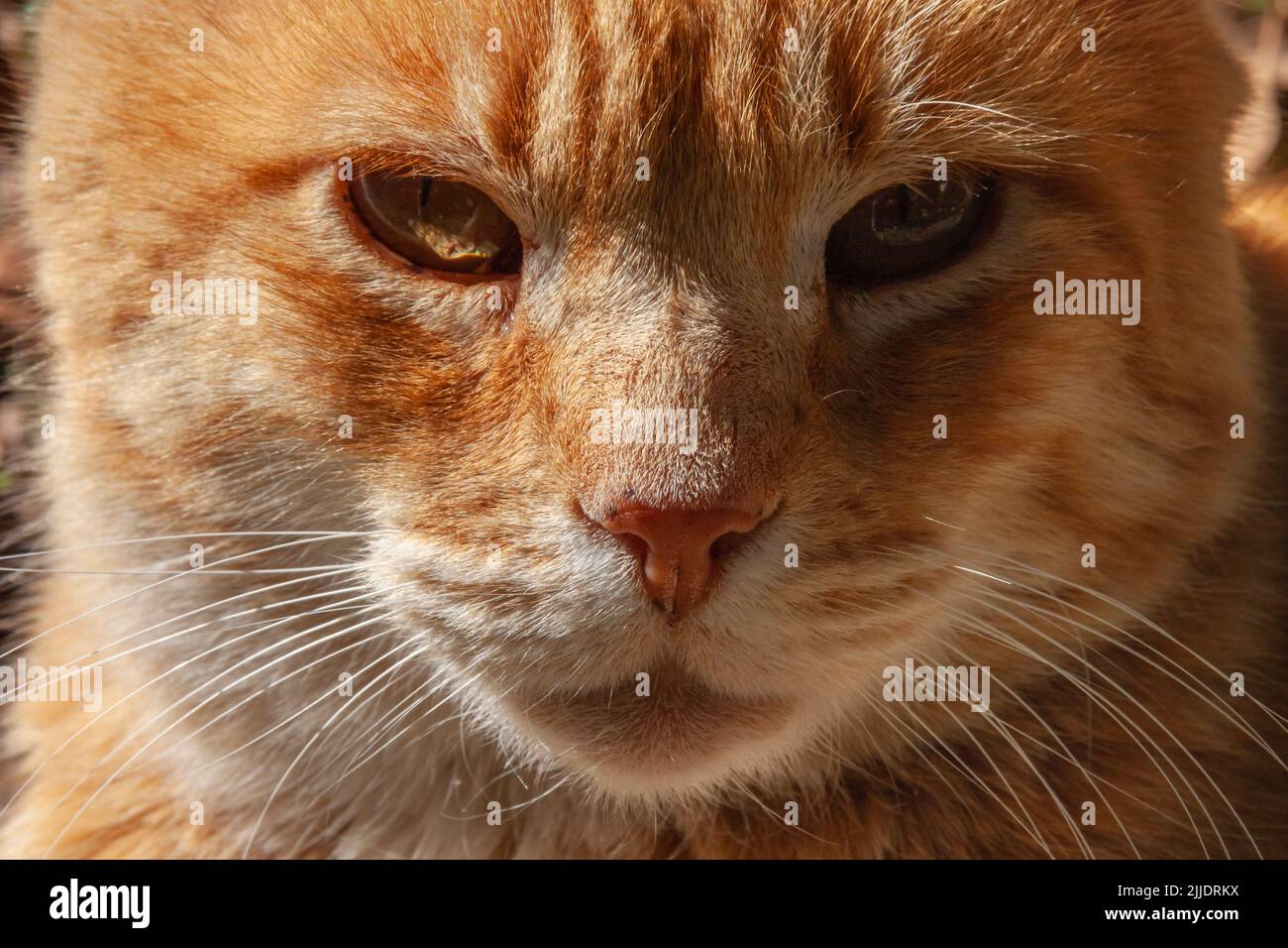 Gros plan d'un chat rouge avec des yeux de couleur miel. Banque D'Images