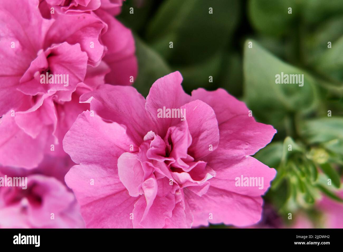 Gros plan de fleurs pétunia en éponge rose. Fond floral. Fond d'écran ou carte de vœux à motif nature Banque D'Images
