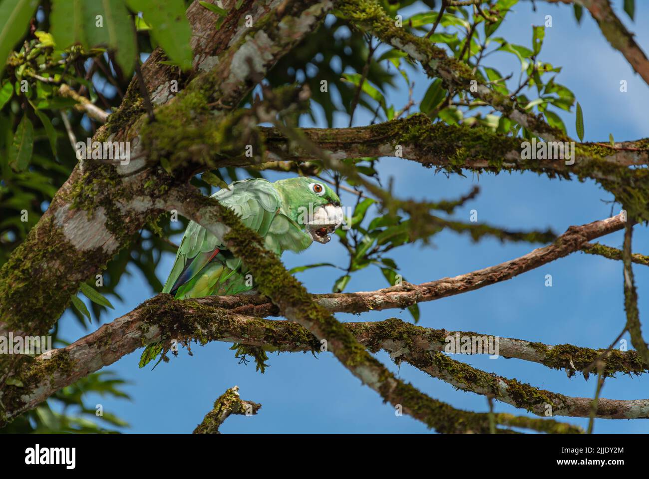 portrait du perroquet vert clair. Portrait détaillé d'un oiseau. Scène sauvage de nature tropicale Banque D'Images