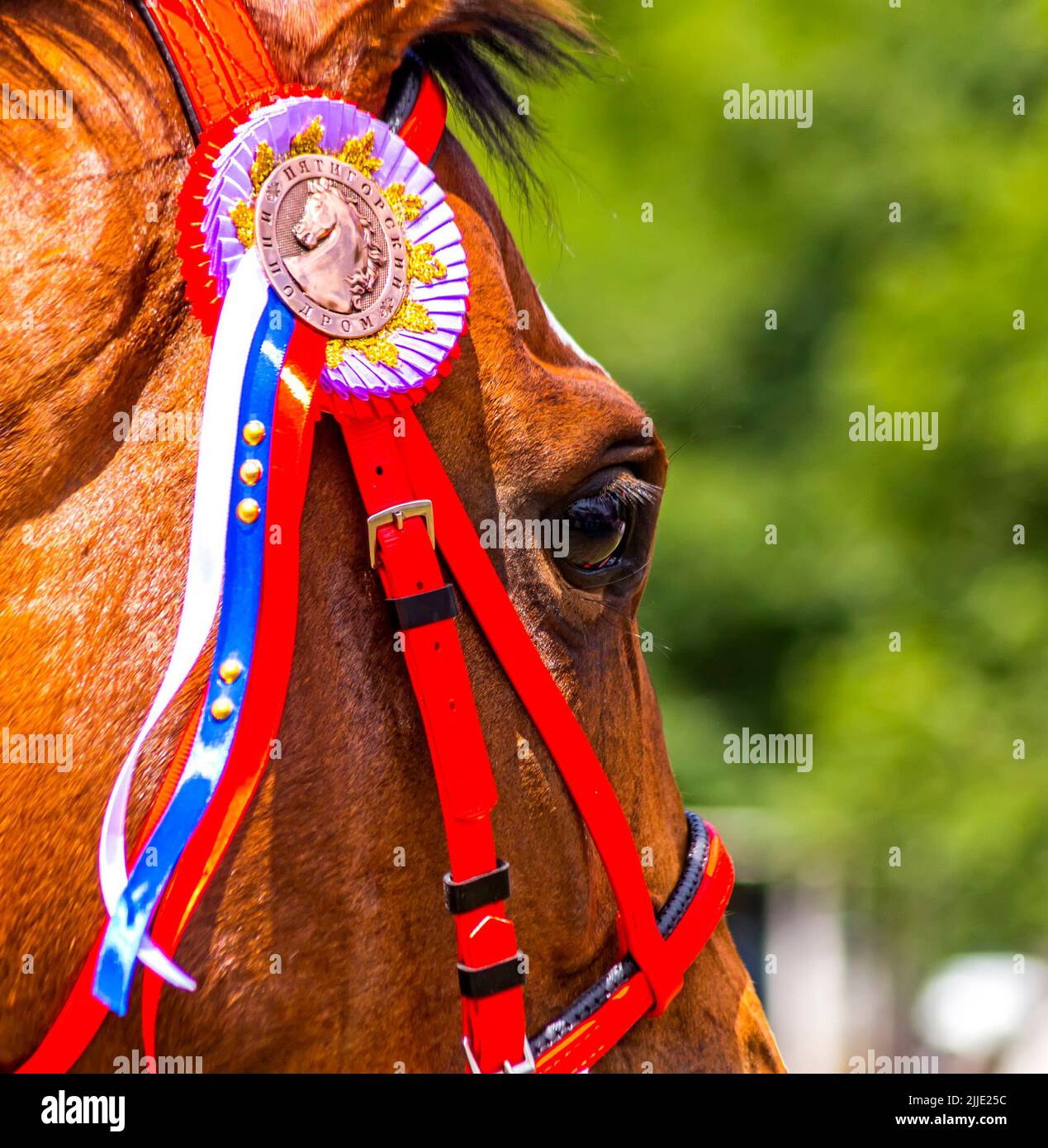 Portrait de cheval rouge de race pure Banque D'Images