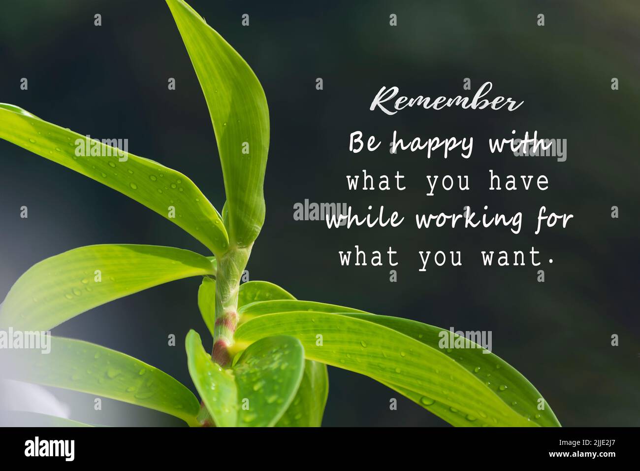 Citation motivationnelle avec une nature fraîche et un arrière-plan de feuille verte floue - Rappelez-vous être heureux avec ce que vous avez en travaillant pour ce que vous voulez. Banque D'Images
