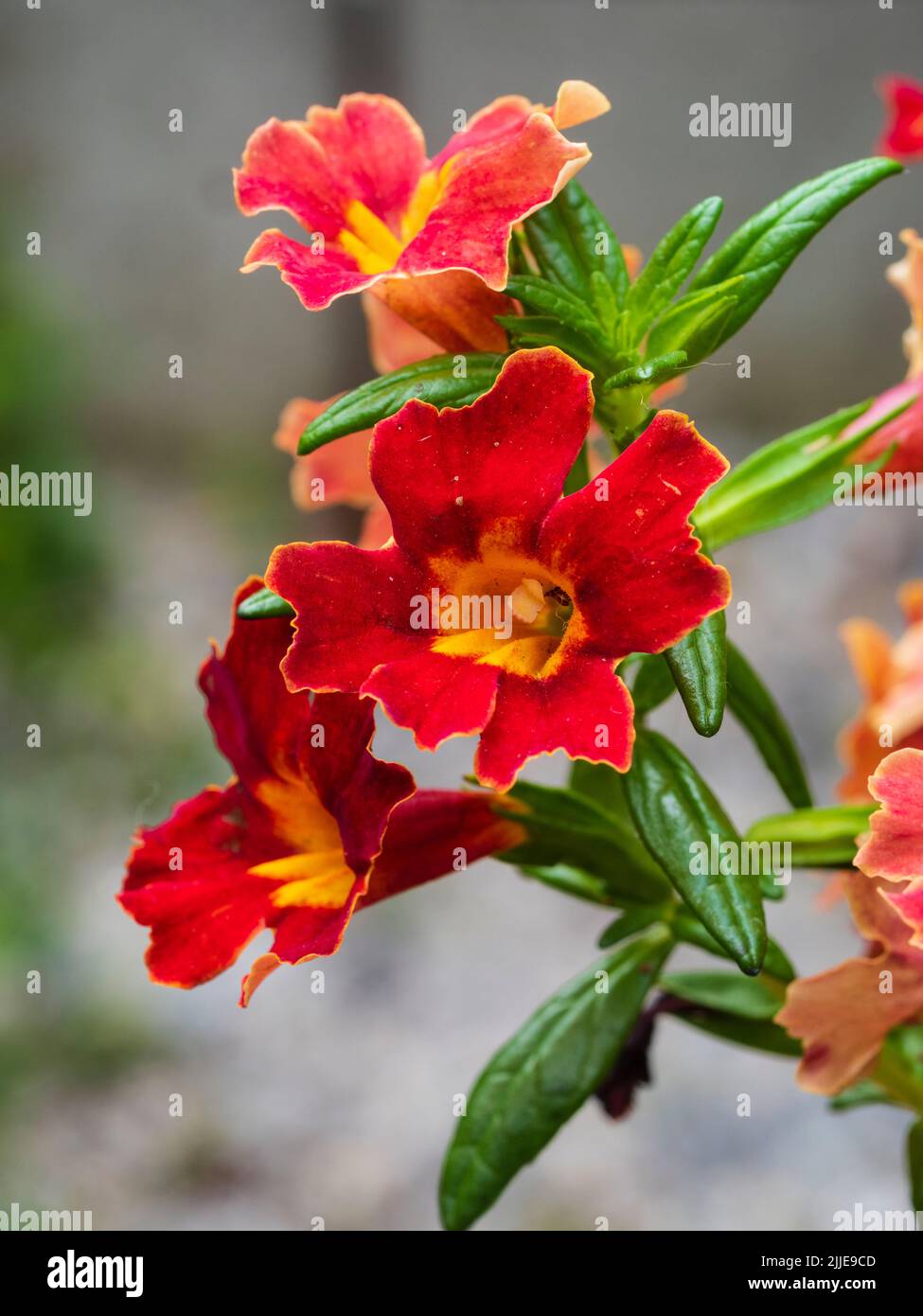 Fleurs d'été rouges du sous-arbuste à fleurs de singe rouge semi-dur, Diplacus puniceus Banque D'Images