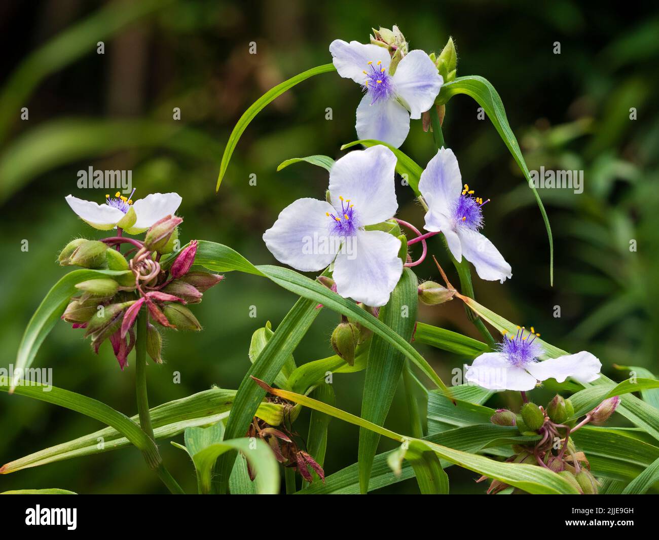 Fleurs blanches et bleues centrées en Fethery de l'été en fleurs vivaces et endurcis, Tradescantia (Groupe Andersoniana) 'Iris Pritchard' Banque D'Images