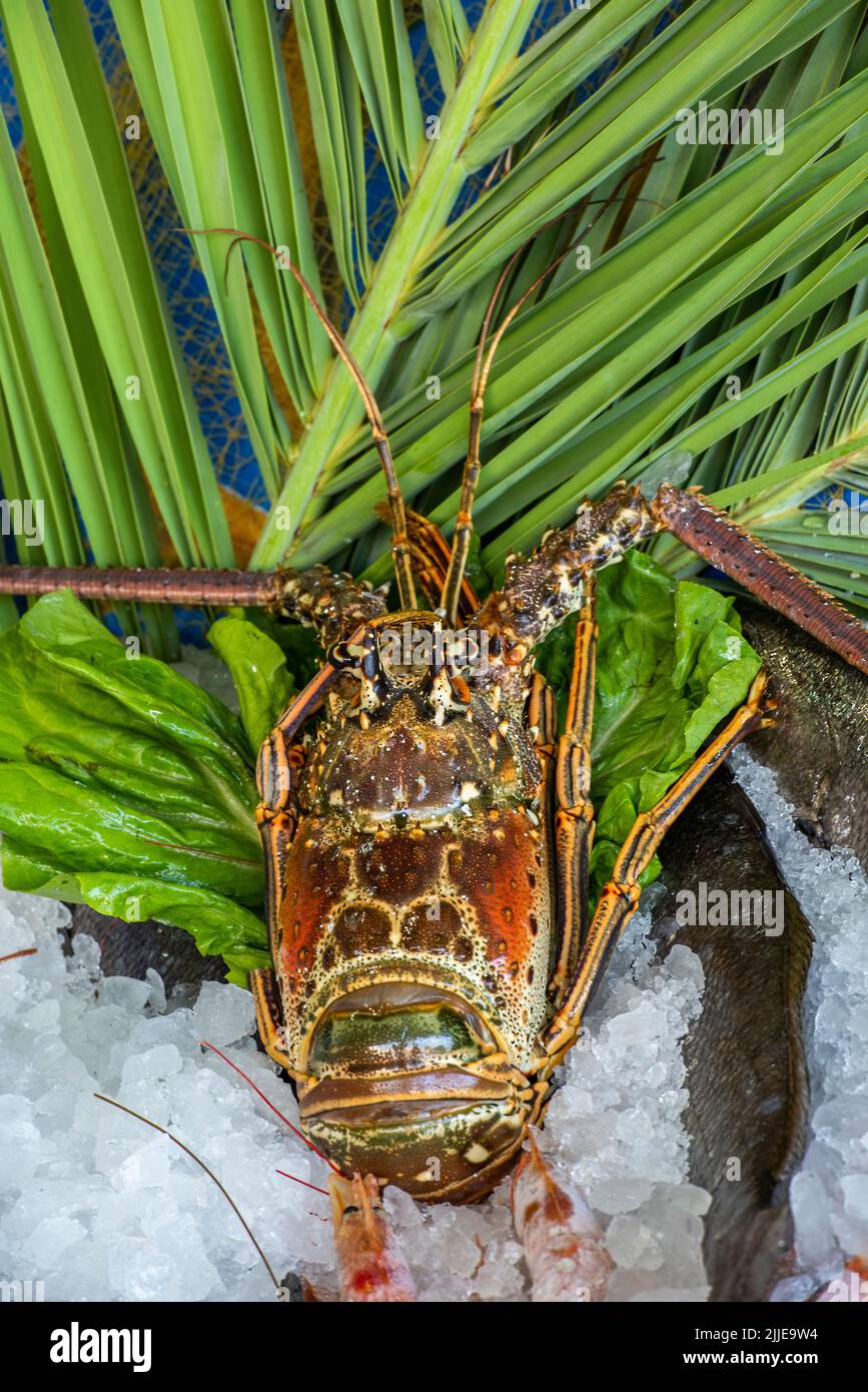 homard gardant frais sur de la glace prêt à cuisiner dans un restaurant sur l'île grecque de crète. fruits de mer sur glace. Banque D'Images