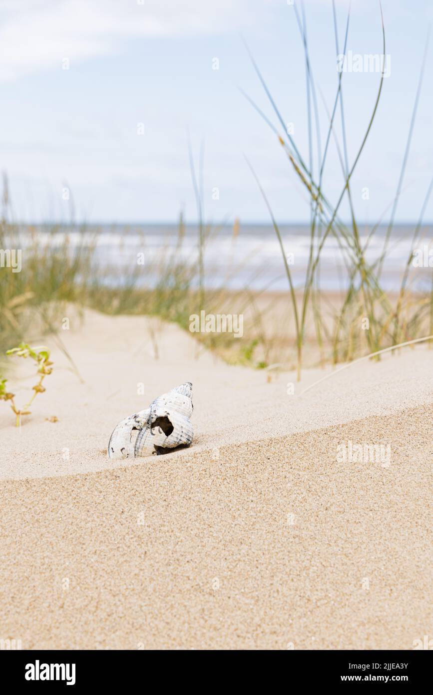 Norfolk, Royaume-Uni : une coquille de buccin commune brisée (Buccinum undatum) posée sur une dune de sable avec des brins sur l'herbe de marram et la mer hors de focus derrière. Banque D'Images