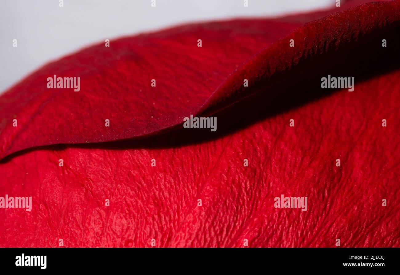 Pétales de rose rouge dans la macro d'échelle. Structure pétale rose en gros plan. Arrière-plan naturel abstrait. Banque D'Images