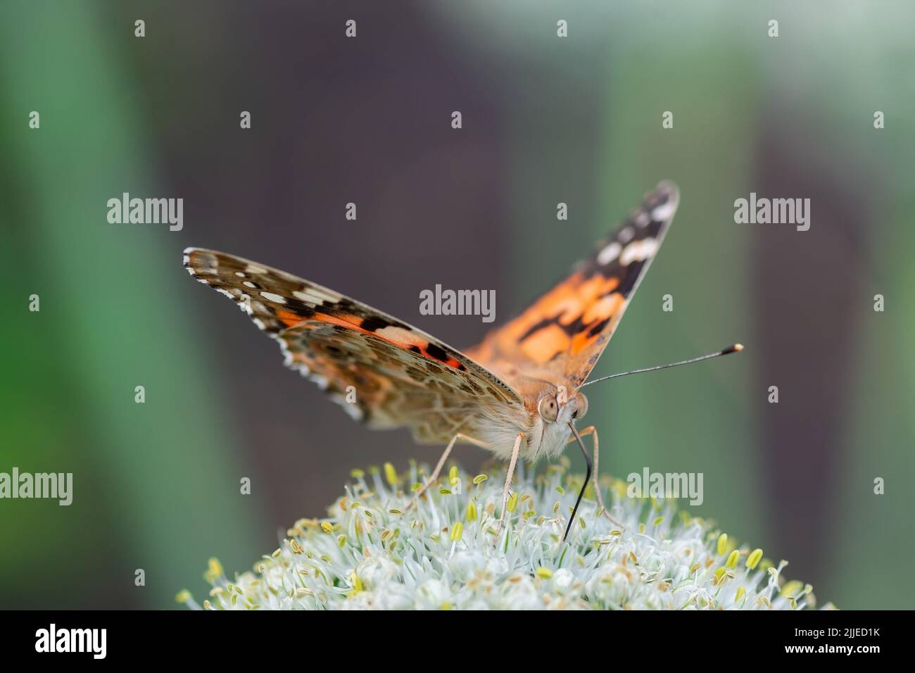 Belle image dans la nature du monarque papillon sur la fleur de lantana. Banque D'Images