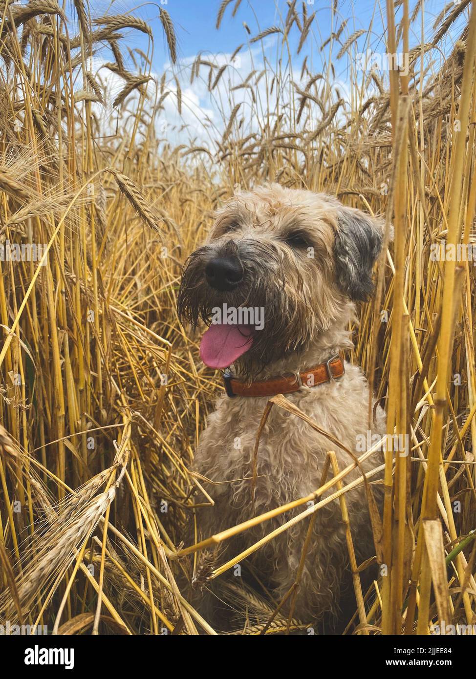 Le Terrier irlandais à blé tendre enrobé dans le champ du blé, foyer sélectif. Chien de ferme polyvalent parmi le blé mûrissant Banque D'Images