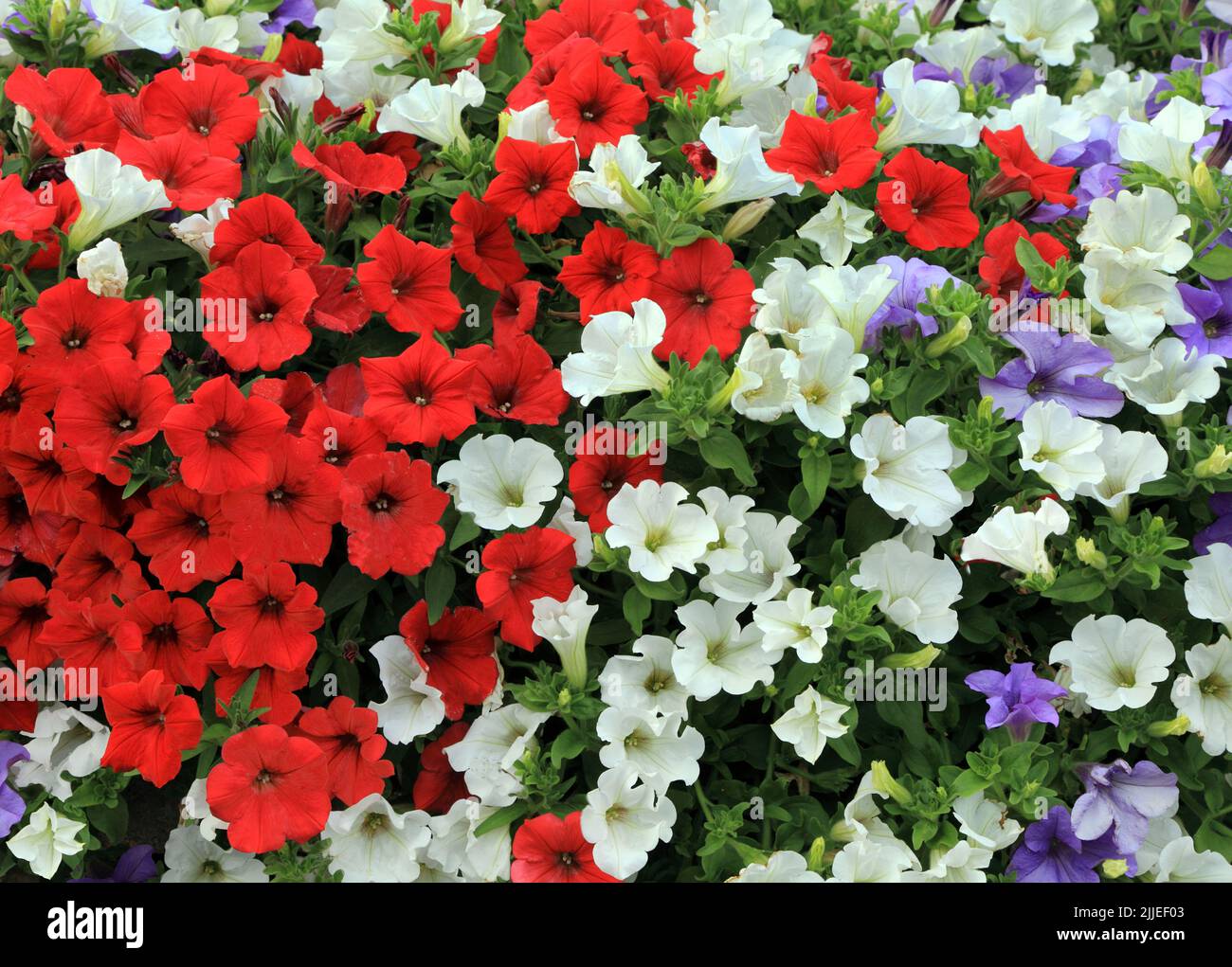 Pétunias dans une boîte murale, rouge, blanc, bleu violet, jardiner Banque D'Images