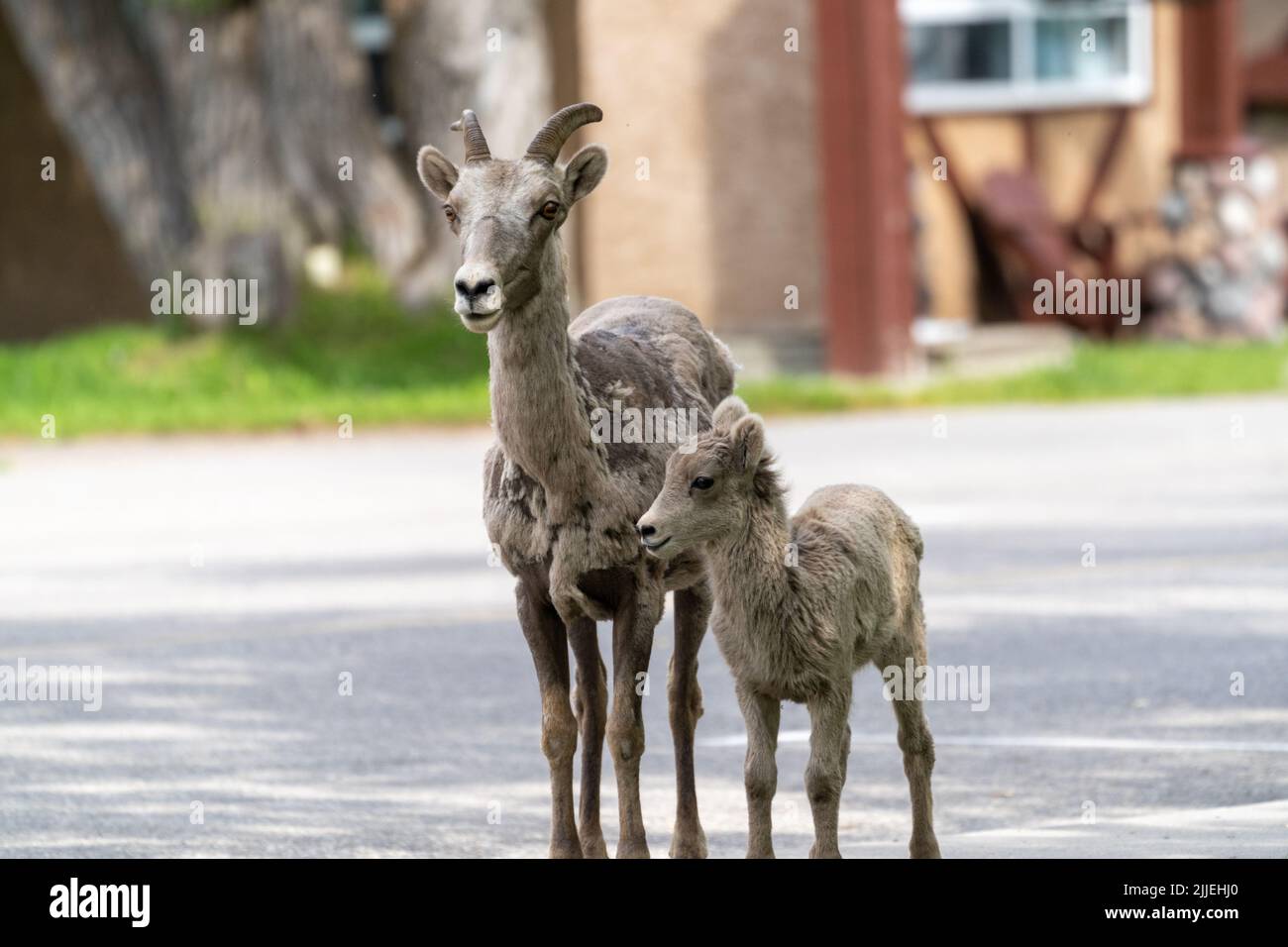 La mère de la femme bélier de brebis ghorn tient avec son bébé alors qu'ils marchent autour de la ville de Waterton Lakes Banque D'Images