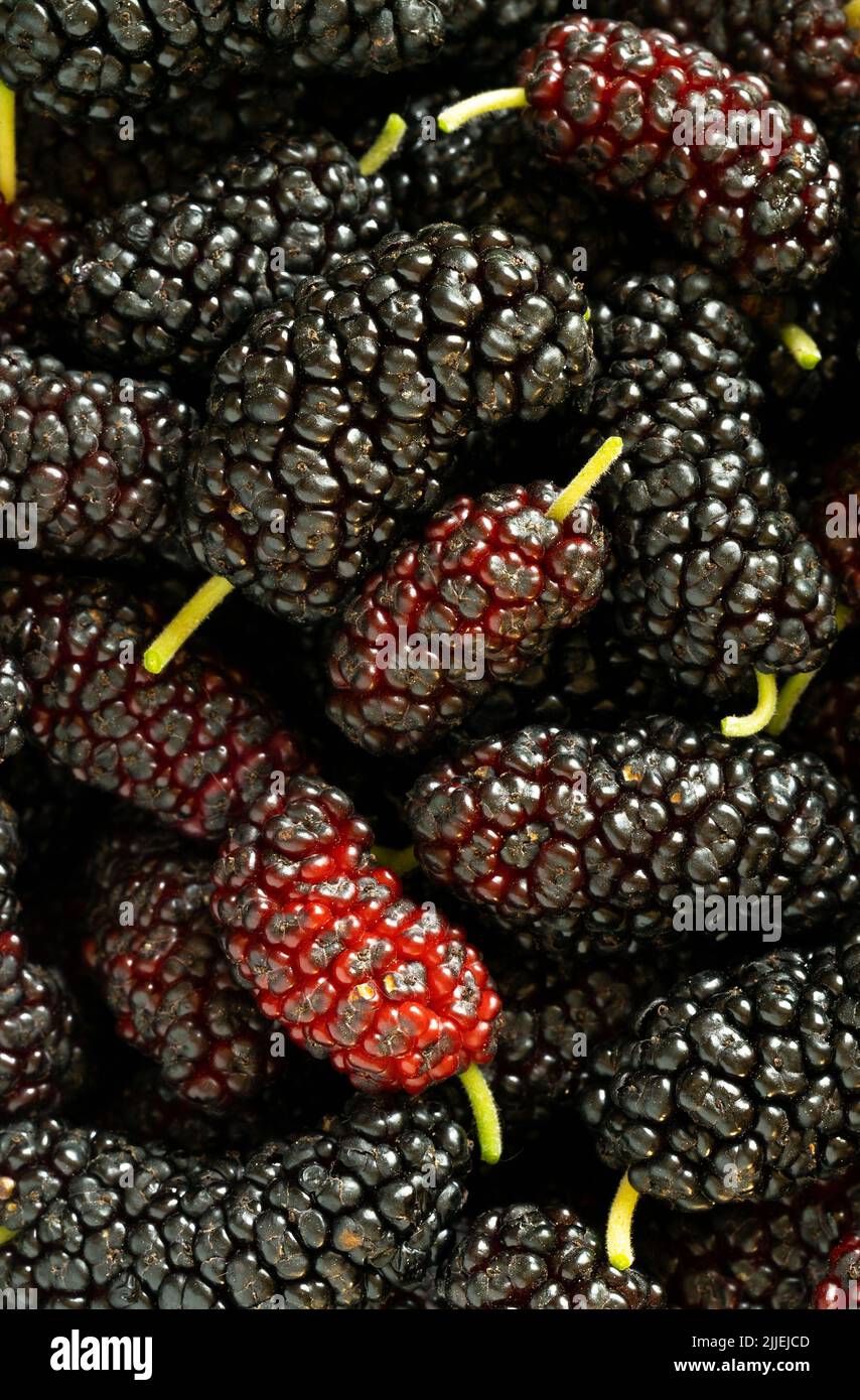Gros plan vue de dessus photo de mûres fraîches rouges et noires mûres mûres mûres. Banque D'Images