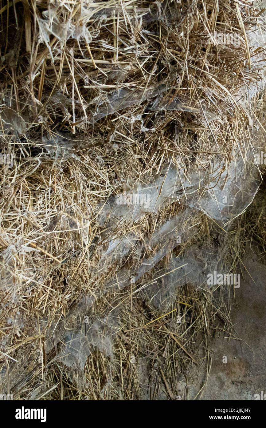 la paille pavée dans une grange humide et allergique est un danger Photo  Stock - Alamy