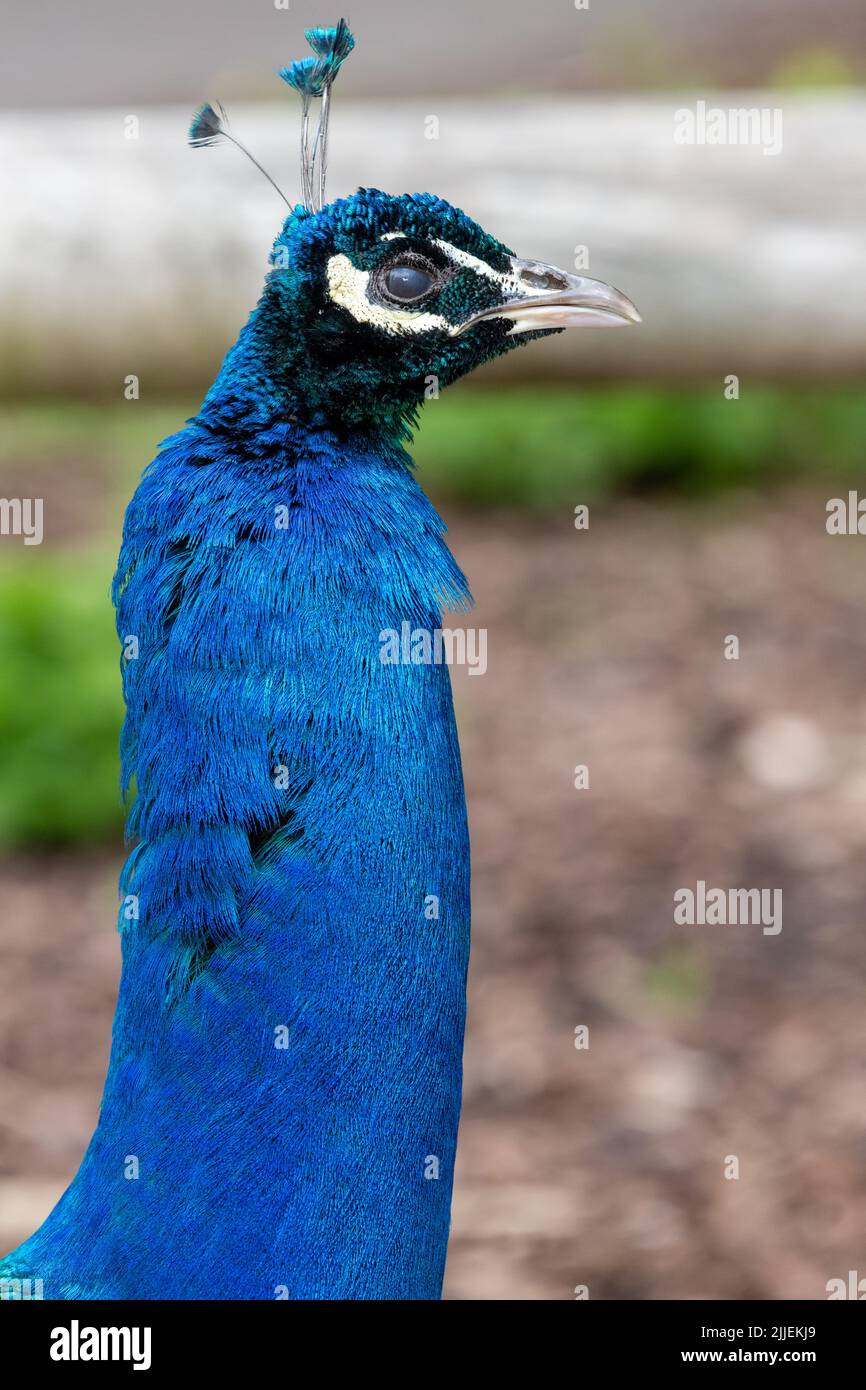Photo d'un paon (pavo cristatus) Banque D'Images