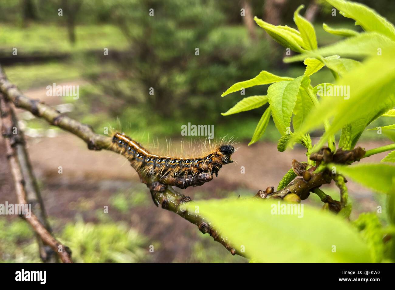 Tente caterpillar prêt à grignoter sur une feuille savoureuse Banque D'Images