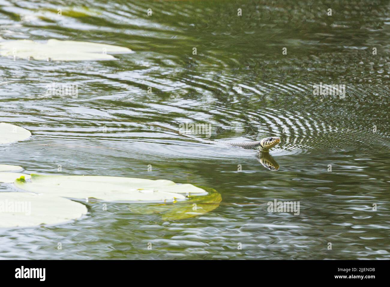 Couleuvre d'herbe (Natrix natrix), nageant dans le lac à travers un champ de nénuphars, vue latérale, Allemagne, Bavière Banque D'Images