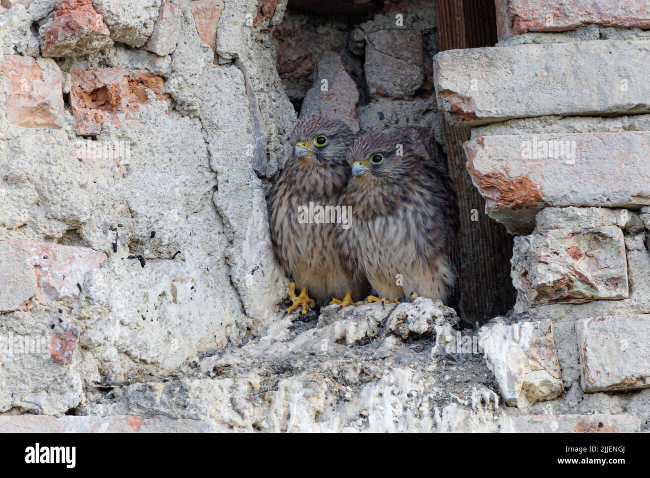 Kestrel européen, Kestrel eurasien, Kestrel ancien monde, Kestrel commun (Falco tinnunculus), deux juvéniles dans leur grotte de reproduction dans un ancien moulin, Banque D'Images