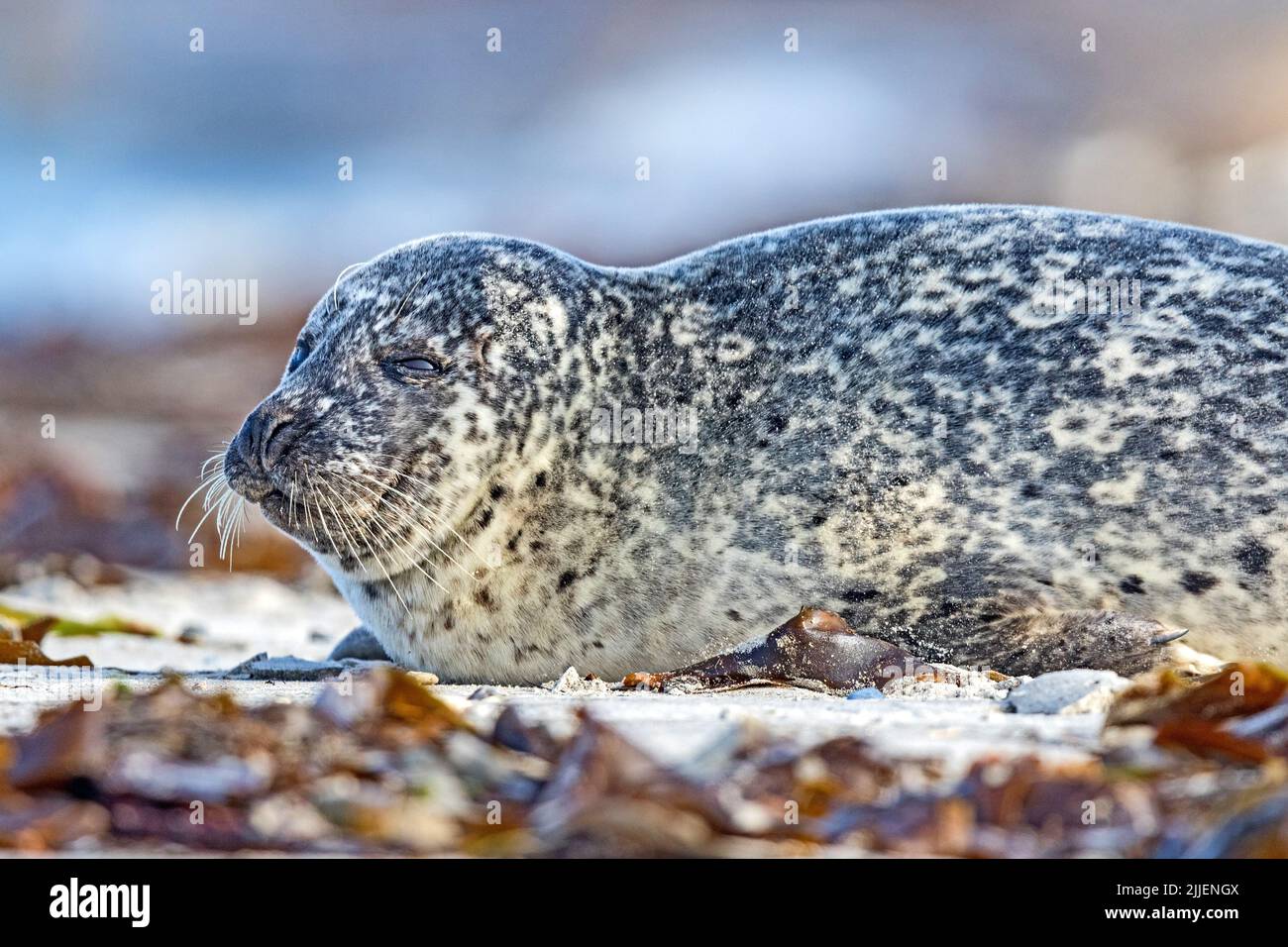 Phoque gris (Halichoerus grypus), phoque gris malw sur la plage, Allemagne, Schleswig-Holstein, Heligoland Banque D'Images