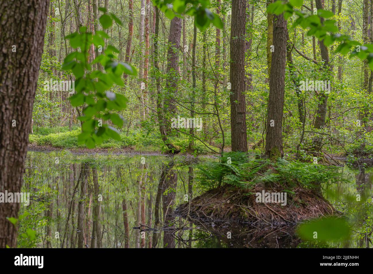 Printemps dans la forêt de l'Alder Swamp, Allemagne, Brandebourg, Biosphaerenreservat Schorfheide Banque D'Images
