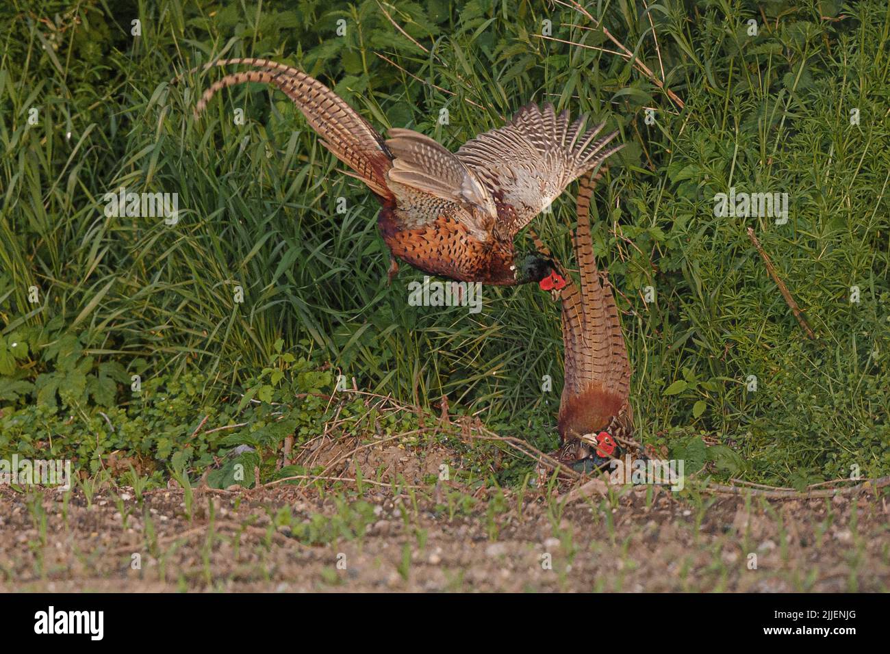 Faisan commun, faisan caucasien, faisan caucasien (Phasianus colchicus), mâles territoriaux, Allemagne, Bavière, Erdinger Moos Banque D'Images