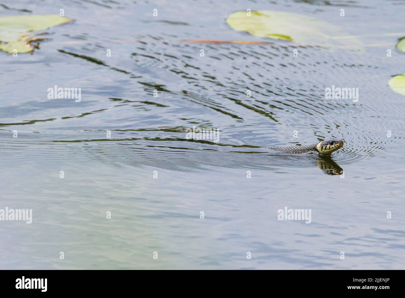 Couleuvre d'herbe (Natrix natrix), nageant dans le lac à travers un champ de nénuphars, vue latérale, Allemagne, Bavière Banque D'Images