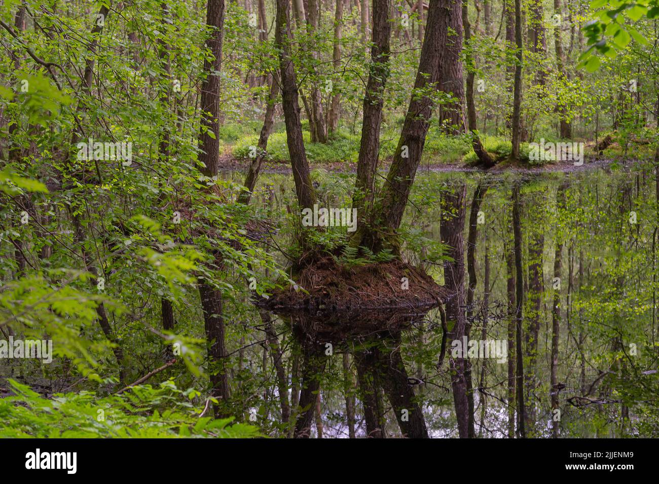 Printemps dans la forêt de l'Alder Swamp, Allemagne, Brandebourg, Biosphaerenreservat Schorfheide Banque D'Images