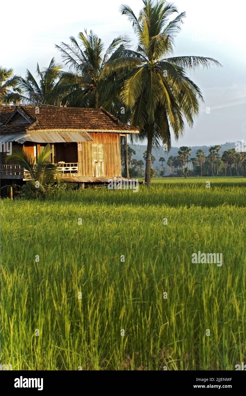 Ancienne cabane en bois sous quelques palmiers, au milieu d'un champ de riz vert vif, Cambodge Banque D'Images