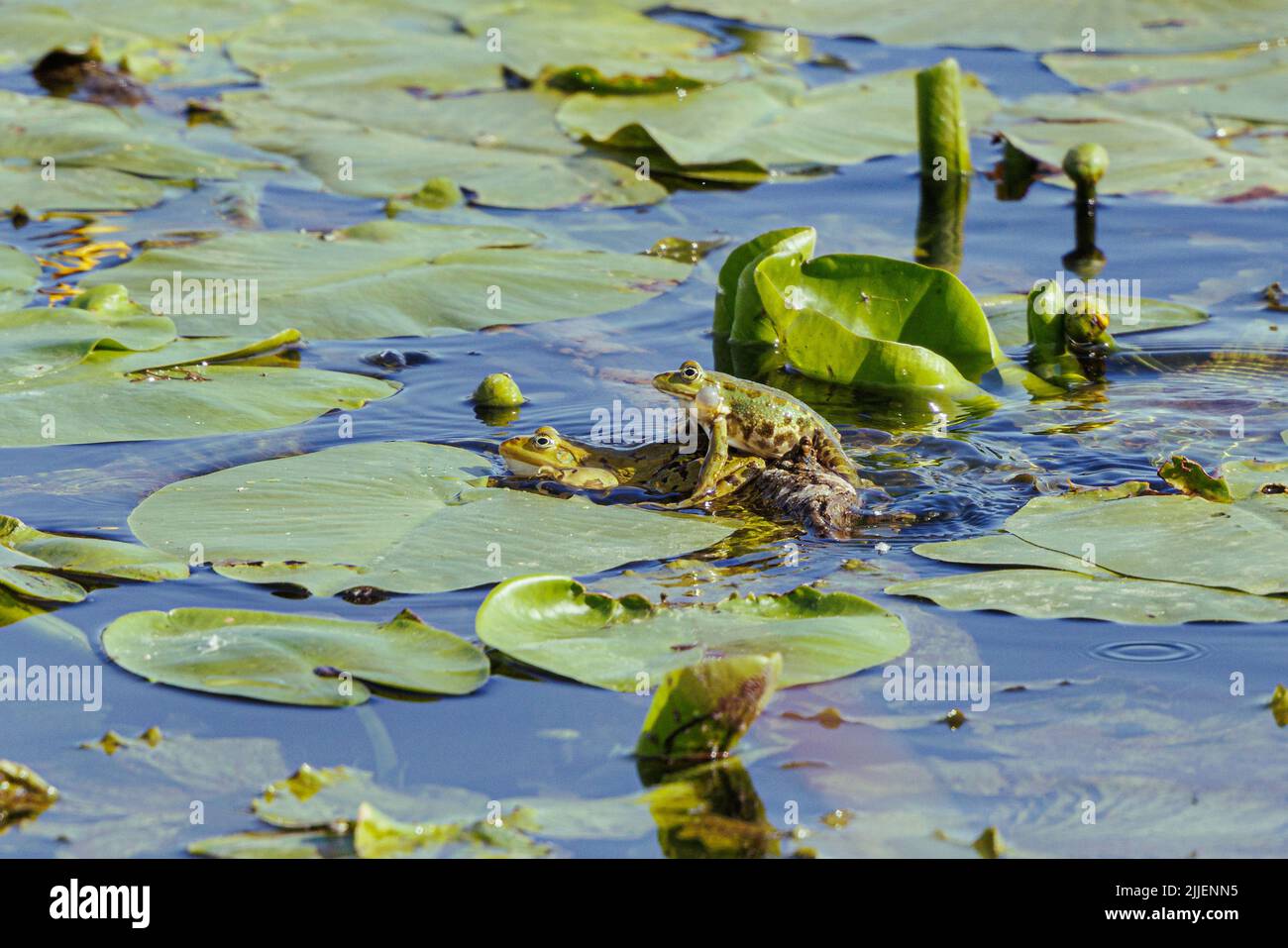 Grenouille comestible européenne, grenouille comestible commune (Rana kl. Esculenta, Rana esculenta, Pélophylax esculentus), mâle sautant sur femelle dans le champ de nuphar, côté Banque D'Images