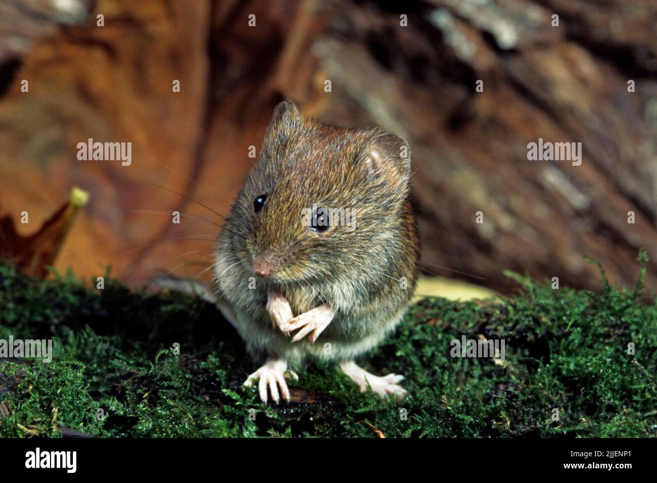 banque vole (Clethrionomys glareolus, Myodes glareolus), sur mousse, Allemagne Banque D'Images