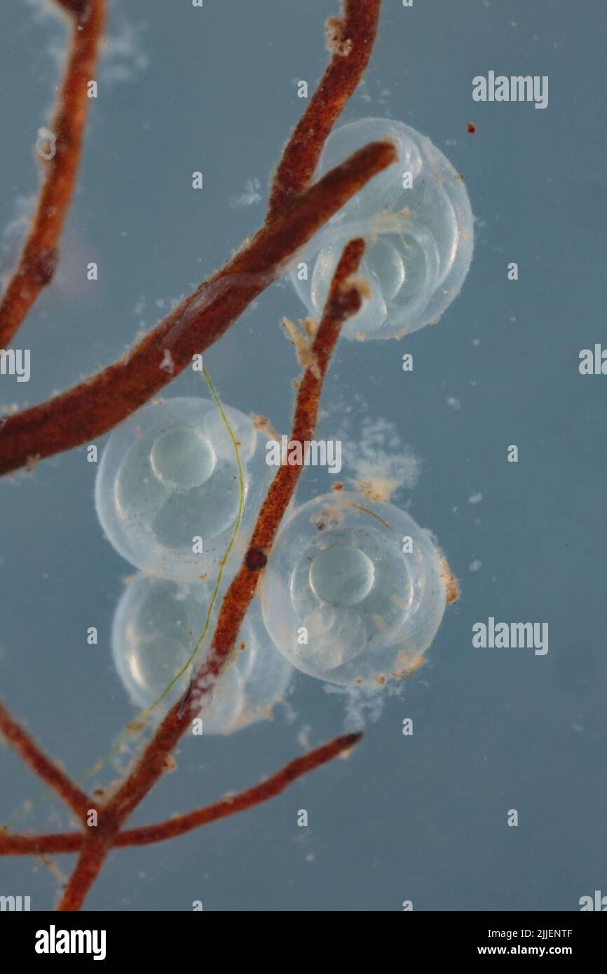 Stariger (Stizostedion canadense), oeufs sur le substrat de fraye, quatre jours après le dépôt Banque D'Images