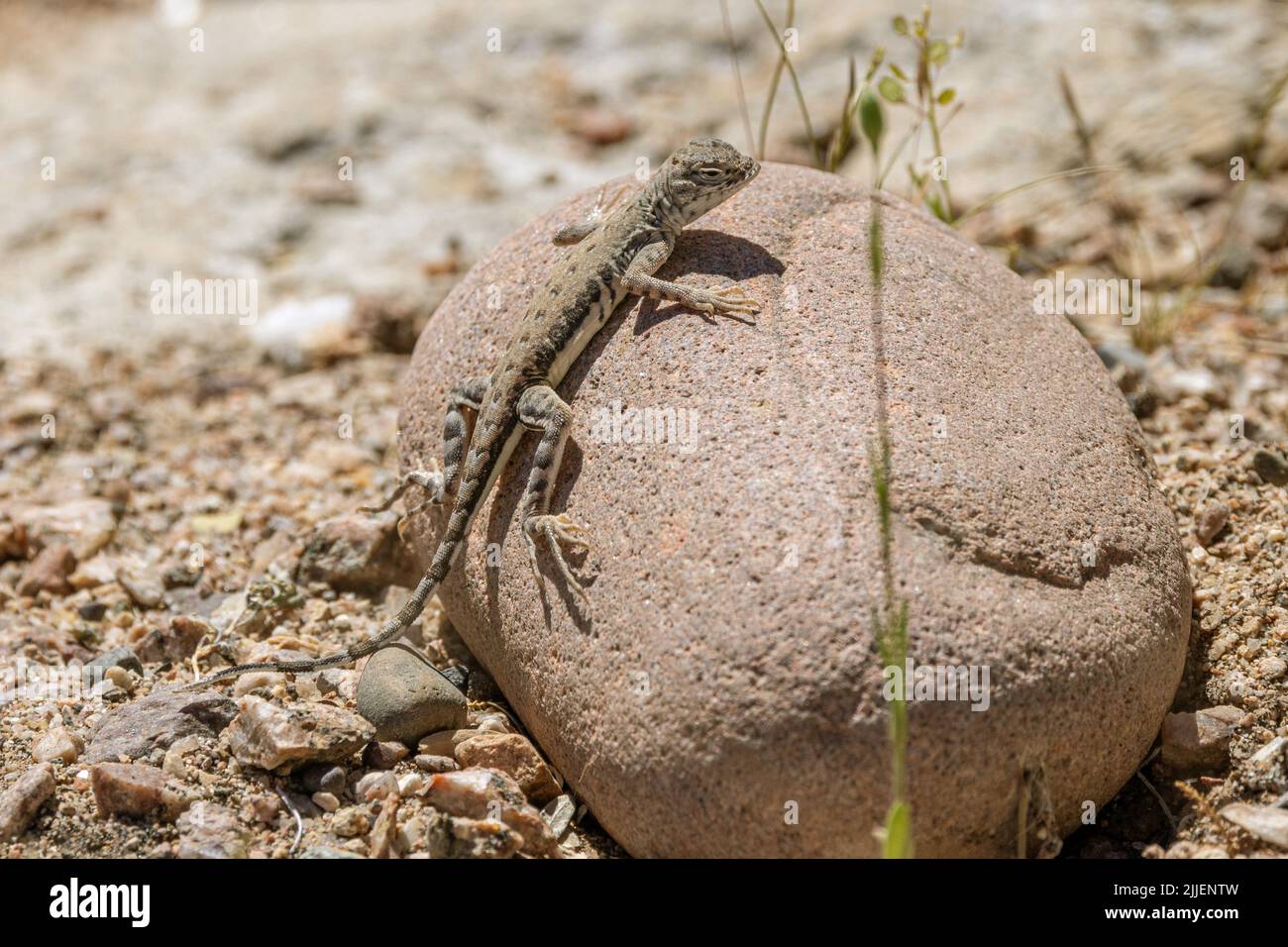Lizard sans écouteurs élégant (cf Holbrookia elegans), bains de soleil sur une pierre, États-Unis, Arizona, Bush Highway Banque D'Images