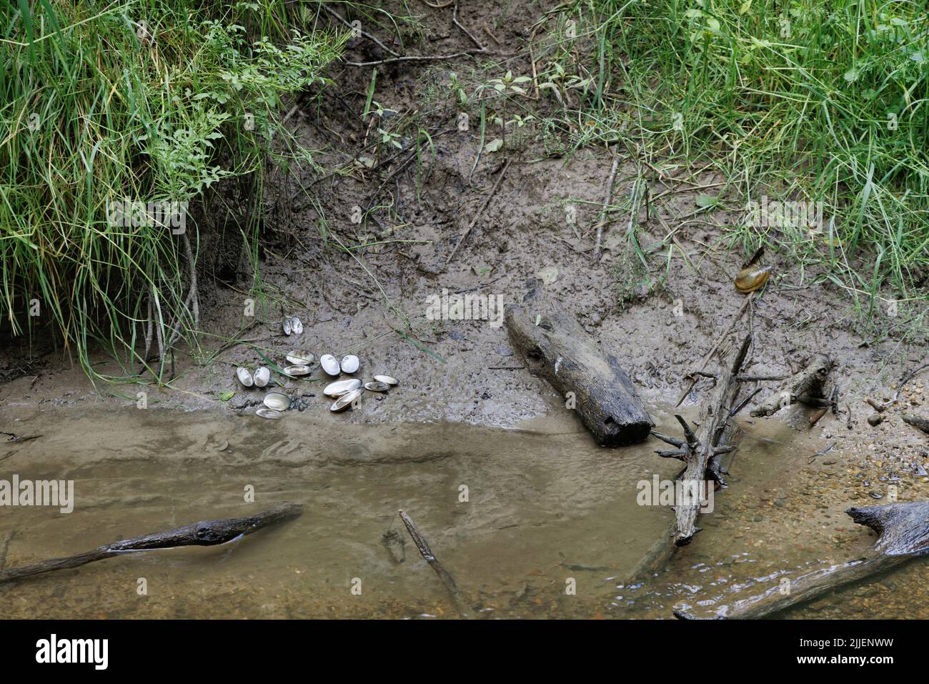 Loutre de rivière européen, loutre européenne, loutre eurasien (Lutra lutra), moules de rivière opterminées, lieu de nourrissage, Morne de rivière, Allemagne, Bavière, Fluss Murn Banque D'Images