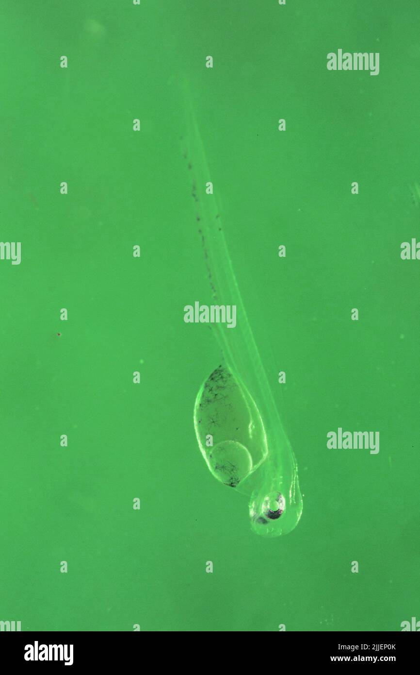 pike-perch, zander (Stizostedion lucioperca, Sander lucioperca), larve six jours après l'oviposition, Allemagne Banque D'Images