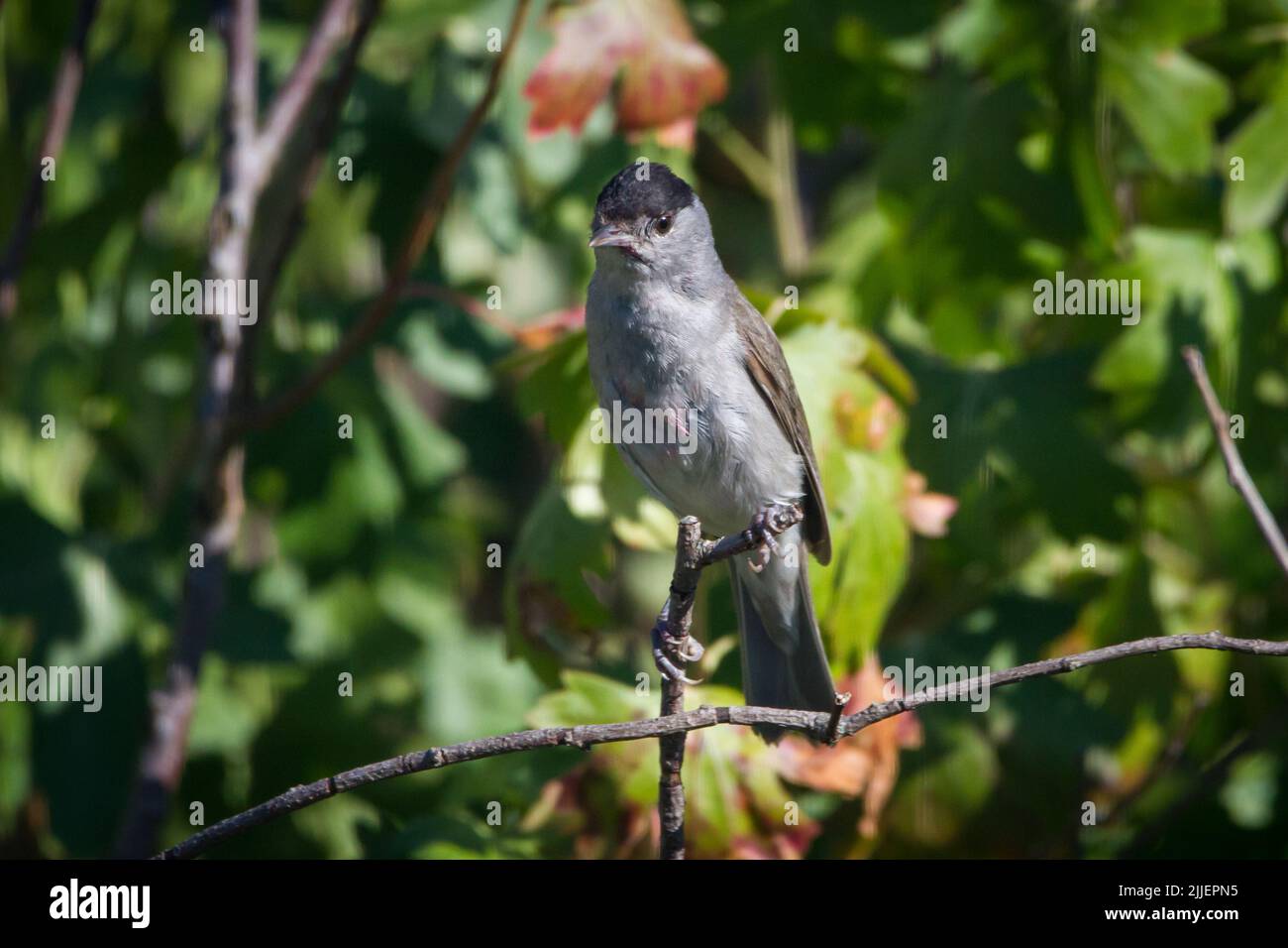 Casquette noire mâle (Sylvia atricapilla) assise dans les branches Banque D'Images