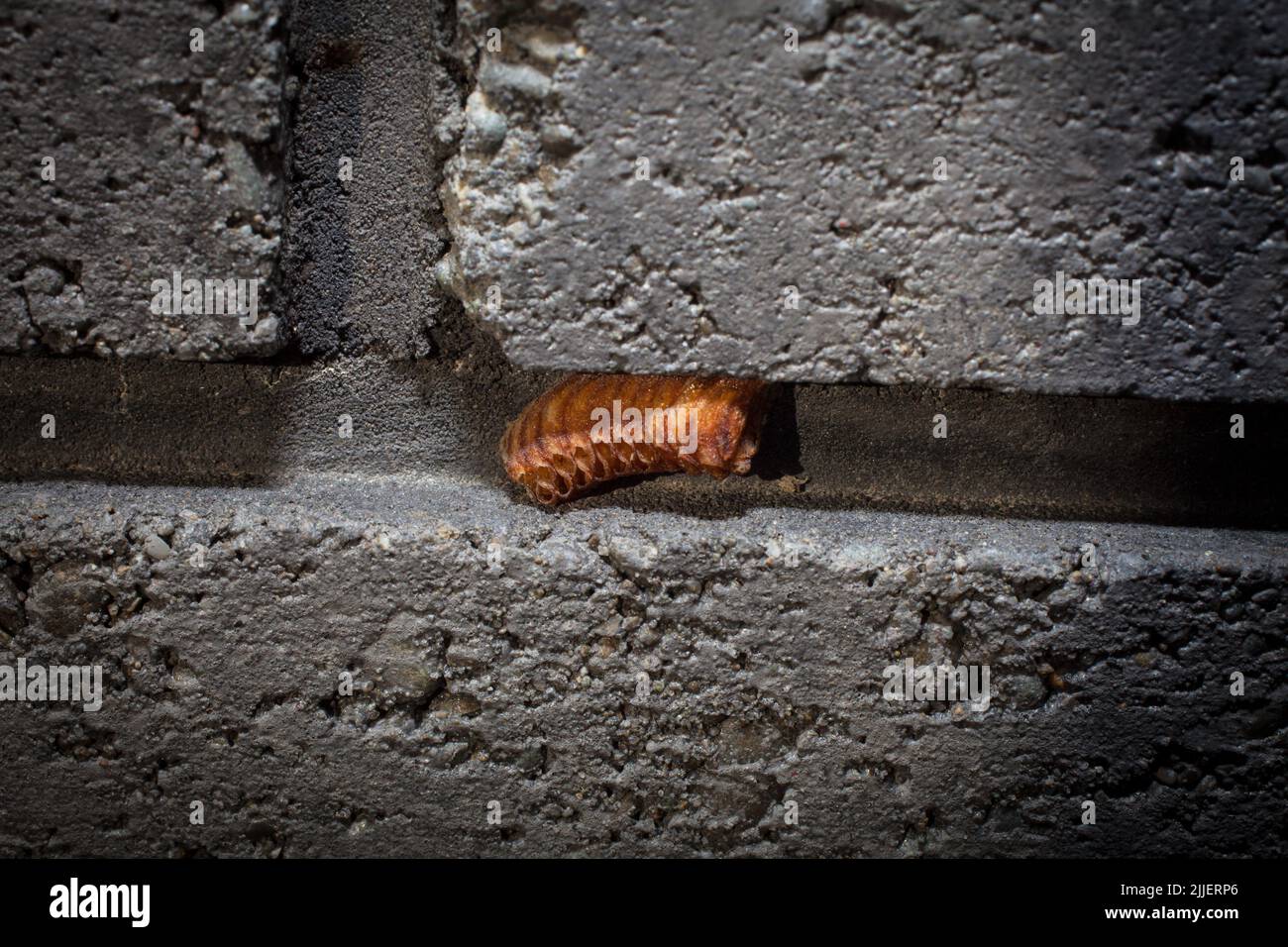 Un regard sur la vie en Nouvelle-Zélande: Une promenade autour de mon jardin biologique, comestible. Caisses à œufs Mantis en prière. Les adultes mangent d'autres insectes. Banque D'Images