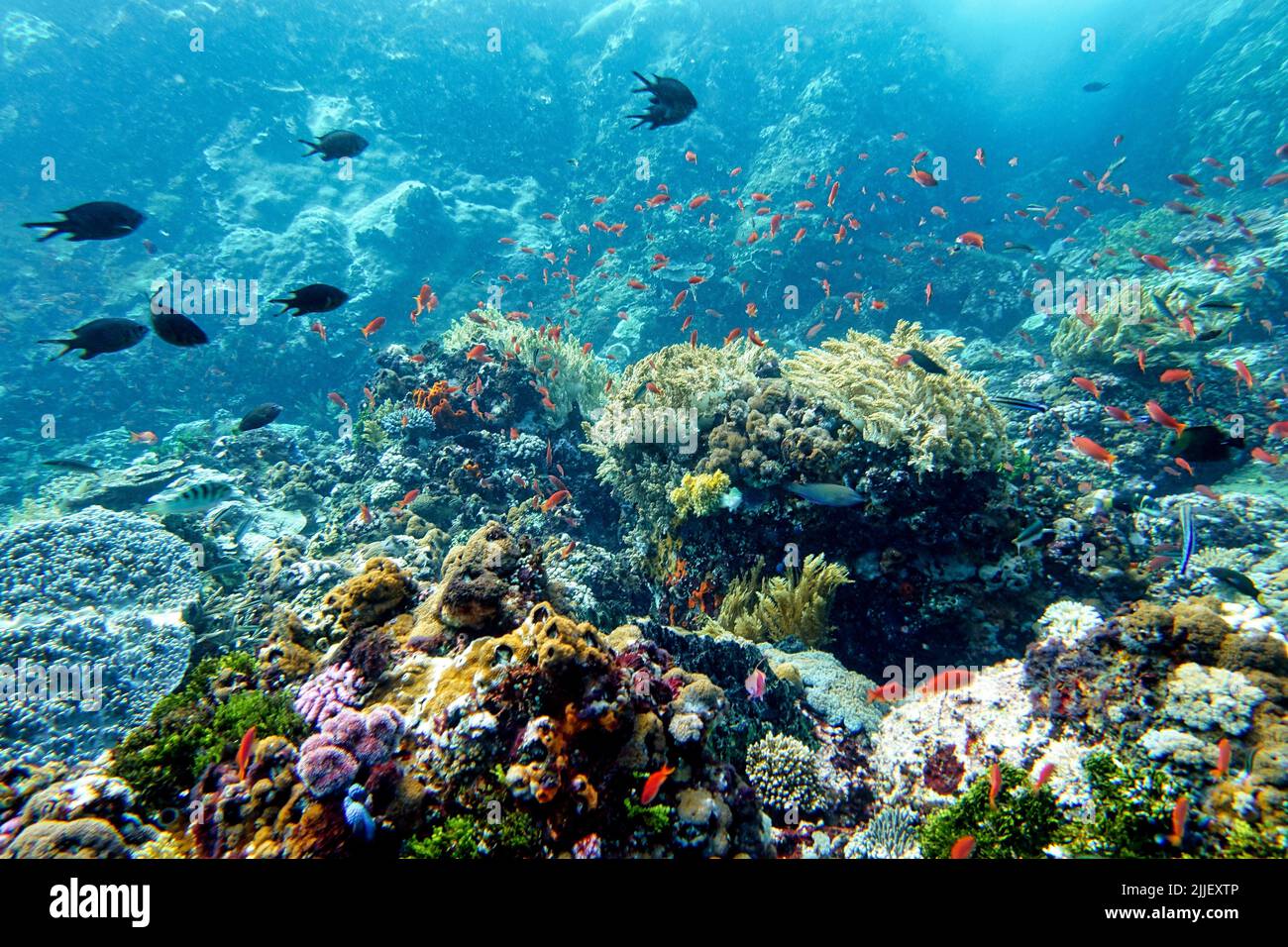 Indonesia Sumbawa - récif de corail coloré avec poissons tropicaux Banque D'Images