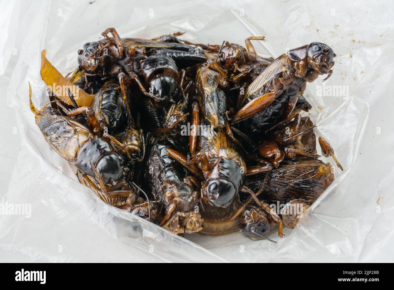 En-cas thaïlandais, punaises frites dans une casserole avec ail, gingembre et sauce de poisson Banque D'Images