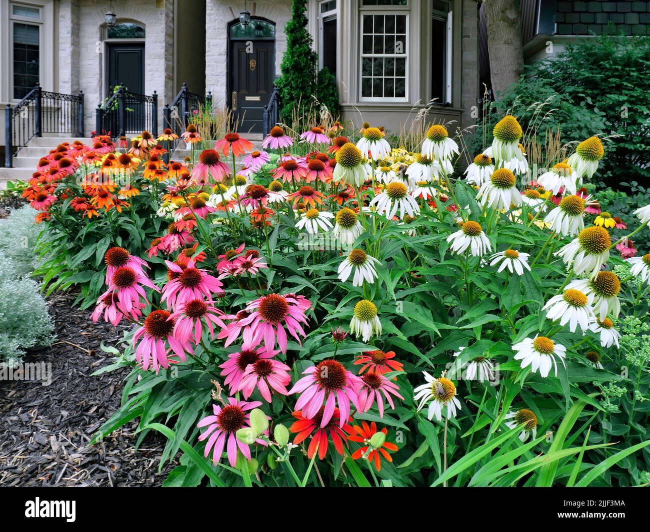 Jardin à la maison avec grande plantation de fleurs en cône dans diverses couleurs Banque D'Images