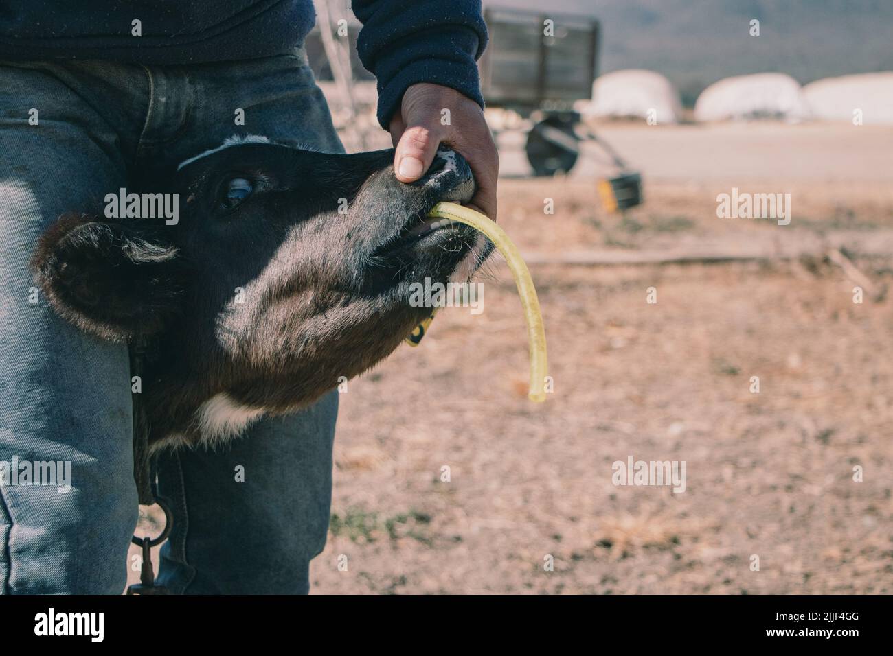 Farmworker traite un veau souffrant de tympania (ballonnement). Cette  laiterie est située à la périphérie de Salta, en Argentine, et compte  environ 800 vaches. Les vaches femelles sont inséminées artificiellement  pour la