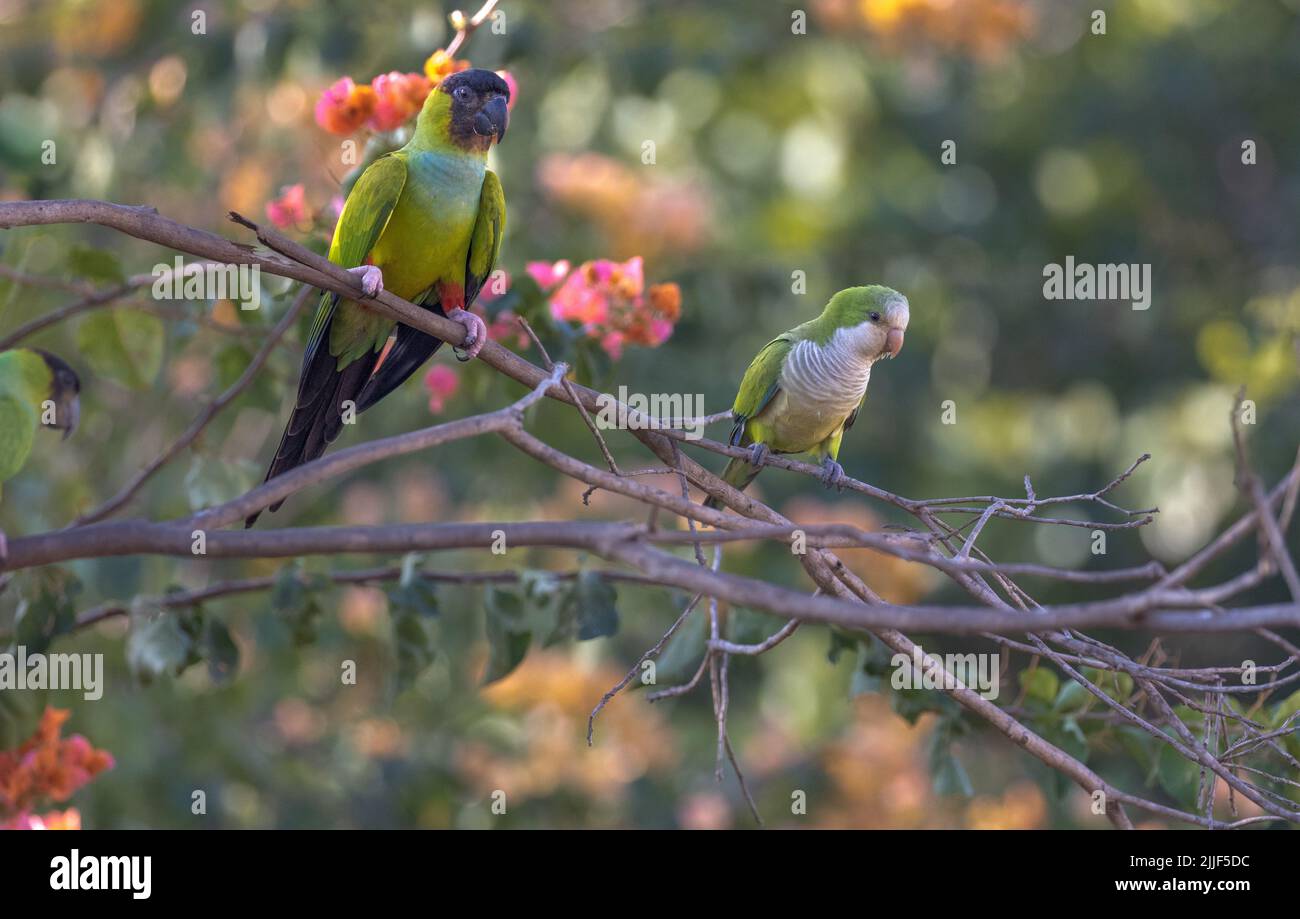 Deux perruques de Nanday, également connues sous le nom de perruche à capuchon noir, perchées dans un arbre du Pantanal du Brésil. Banque D'Images