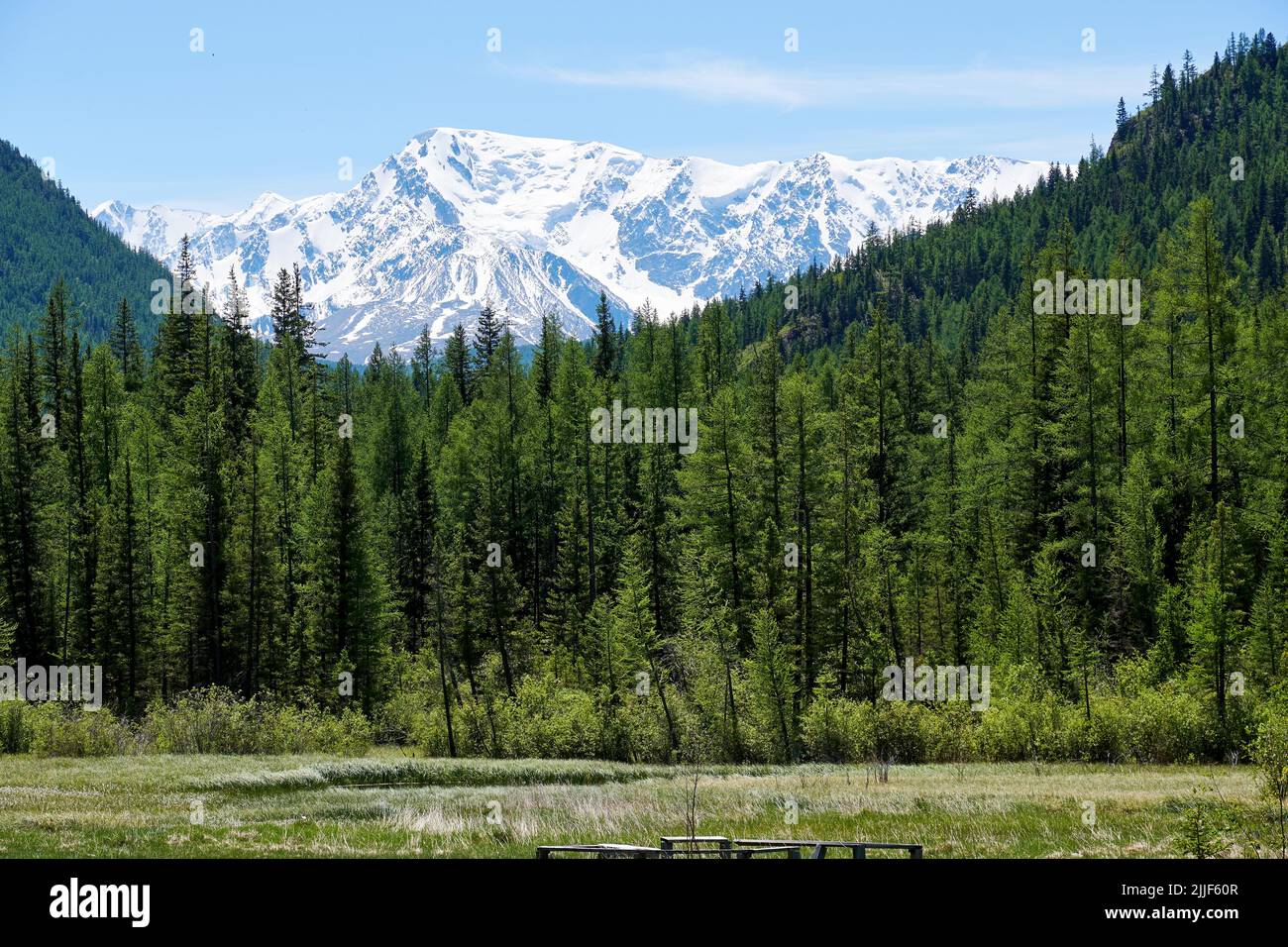 Forêt de montagne dense et pic de neige élevé en arrière-plan. Paysages et nature Banque D'Images