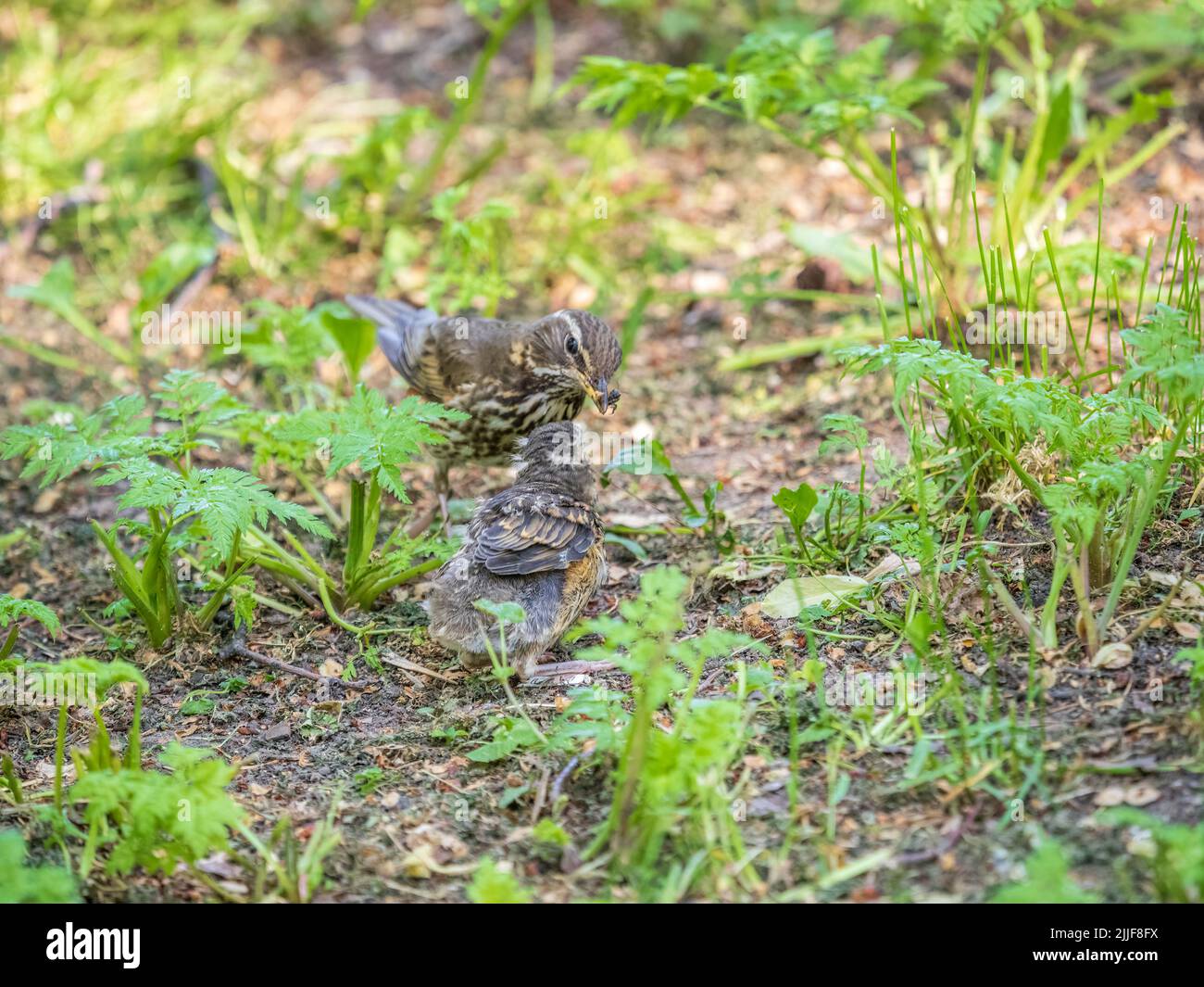 La bibelure à oiseaux de bois, Turdus iliacus, alimente la poussin avec des vers de terre sur le sol. Un poussin adulte a quitté le nid mais ses parents continuent de prendre soin o Banque D'Images